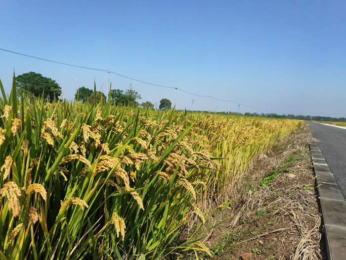 上海崇明区新村乡水稻田。