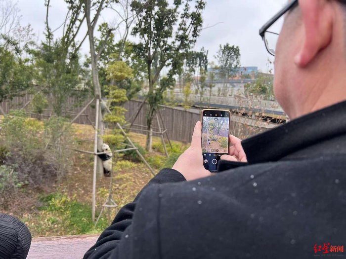 ▲华侨、台胞参观成都大熊猫繁育研究基地