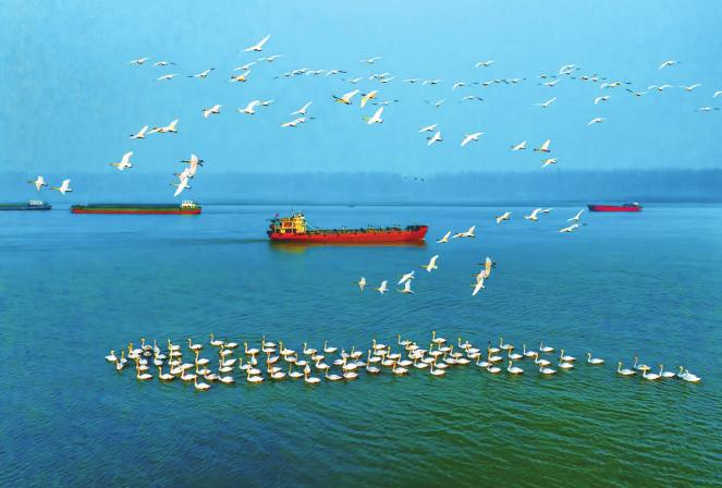 长江东至段成群候鸟翩翩飞。杨科甲/摄