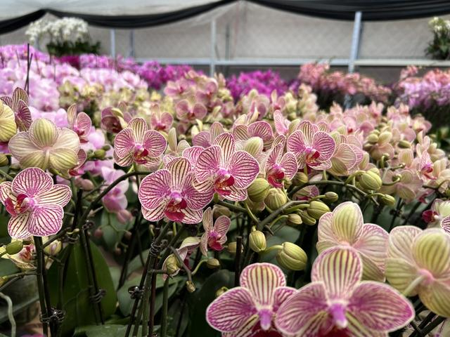 最新的蝴蝶兰品种 沈思怡/摄