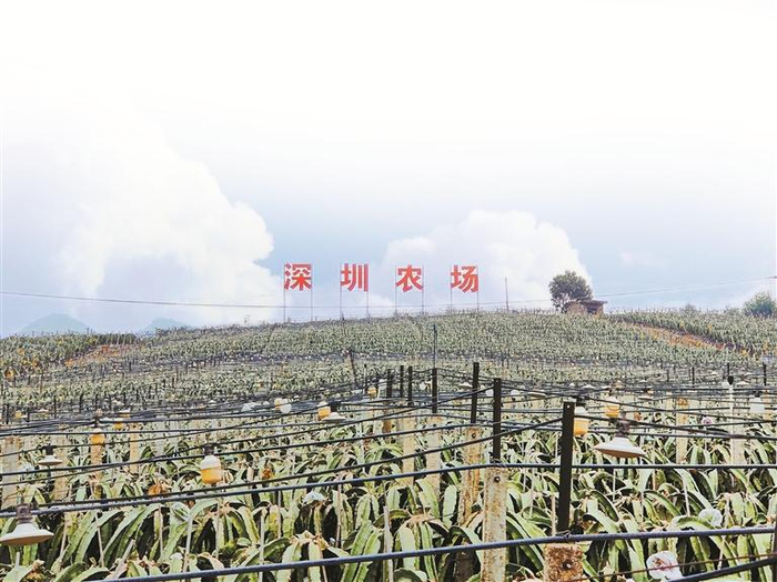     广西金福农业有限公司获第一批“深圳农场”命名，成为深圳农副产品优质供应基地。    （图源：粤桂协作工作队）