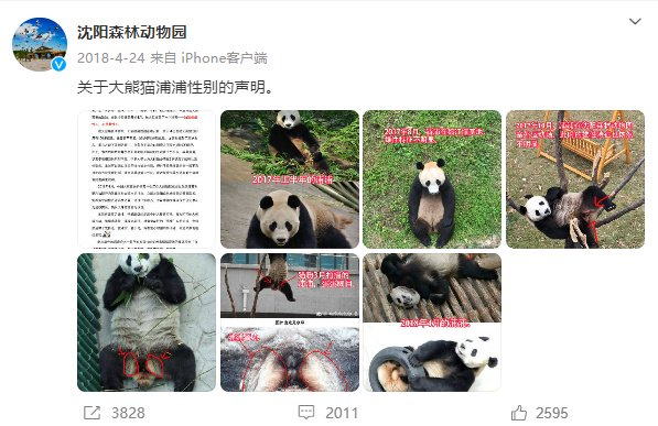 关于大熊猫浦浦性别的声明。图/@沈阳森林动物园