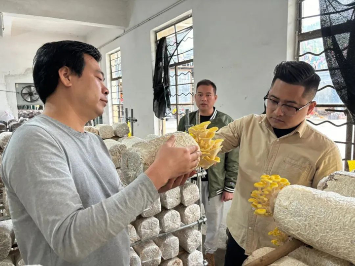 △肇庆市德菇食用菌种植基地工作人员在察看食用菌生长情况。钟正谦 摄