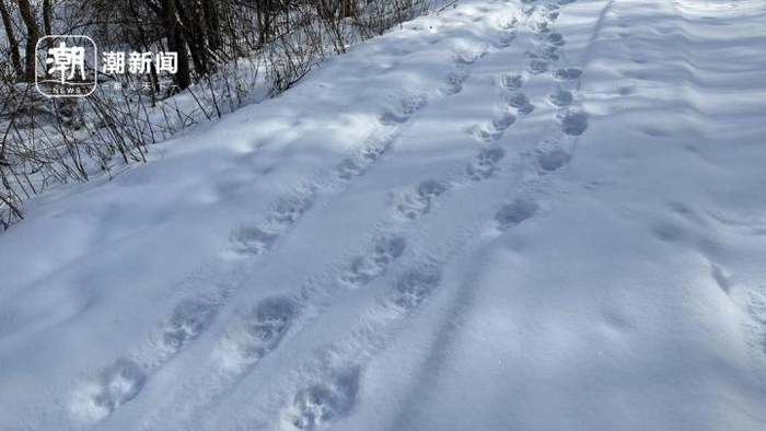 东北虎在雪地里留下的脚印.潮新闻记者 王晶 摄