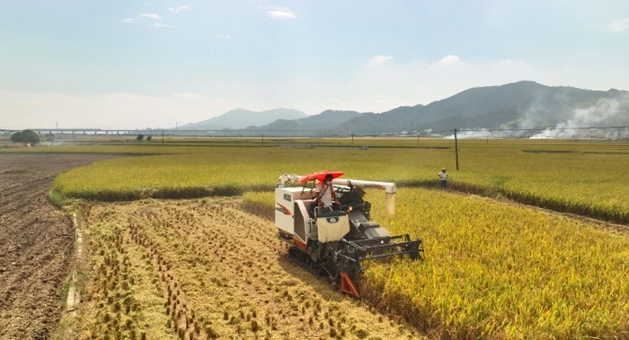 追随丰收脚步，农民忙着收割。