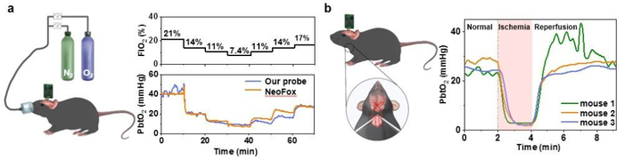 图为光电氧分压传感系统测试动物脑组织氧含量变化。（受访者供图）