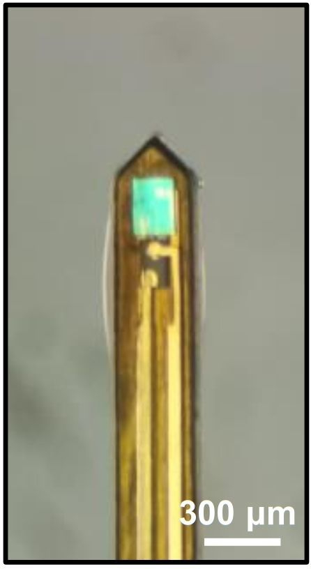 图为显微镜下的植入式微型光电探针。（受访者供图）