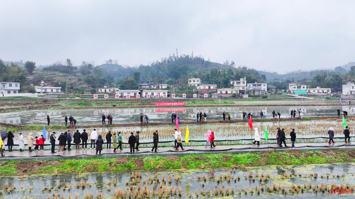 ▲早虾捕捞现场