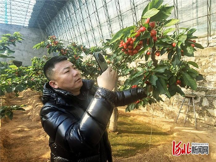1月23日，山海关区大樱桃种植户史洪波按客户要求拍摄照片和视频，介绍大樱桃长势。 河北日报记者 孙也达摄