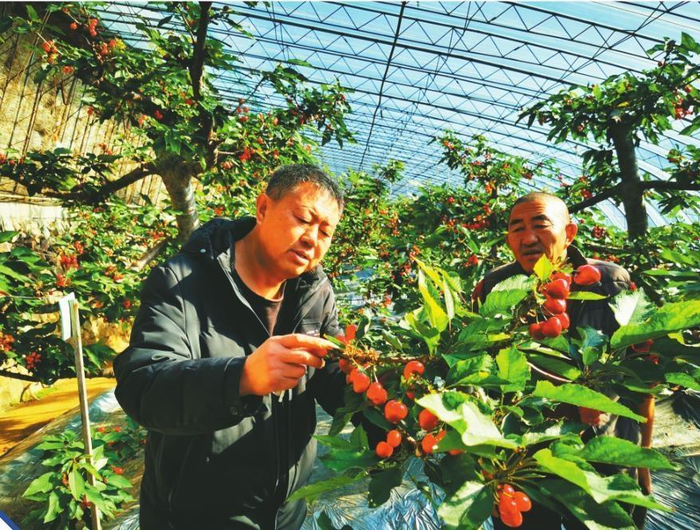         于连山（左）不断探索农业新技术、新模式，最终换来冬日里大樱桃的甘甜。