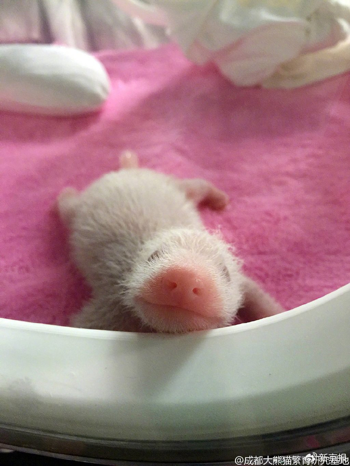 大熊猫的幼崽。图/@成都大熊猫繁育研究基地