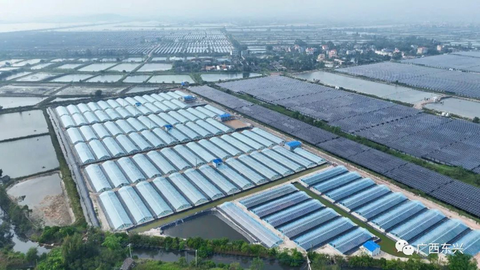 在东兴市江平镇，小棚养殖基地创新养虾模式，特色养殖持续焕发活力。东兴市融媒体中心 唐耀原 摄