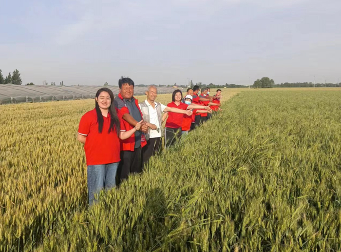 河北巨鹿，经过对比，经中和农信服务的小麦优势明显。