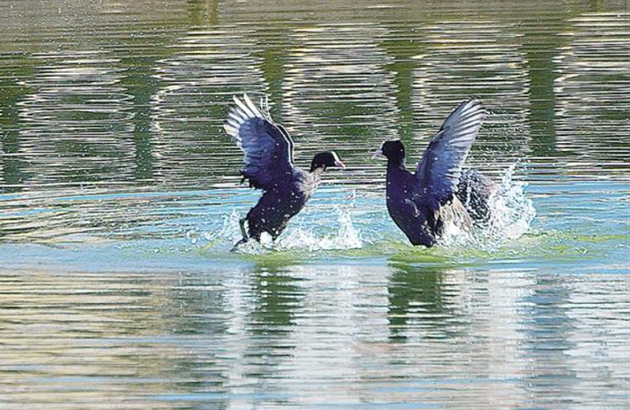 鸟儿谈情说爱的瞬间 王少华 摄