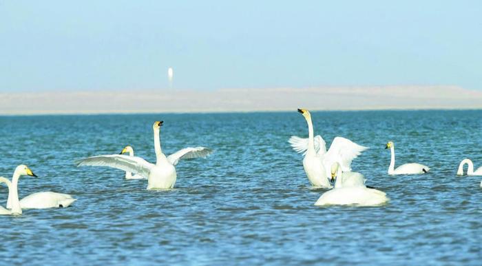 可鲁克湖上大天鹅结伴戏水。郭曲太 摄