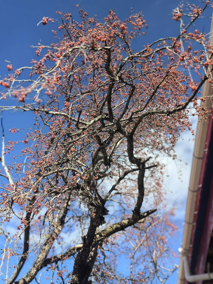 根雀树。宁蕖 摄