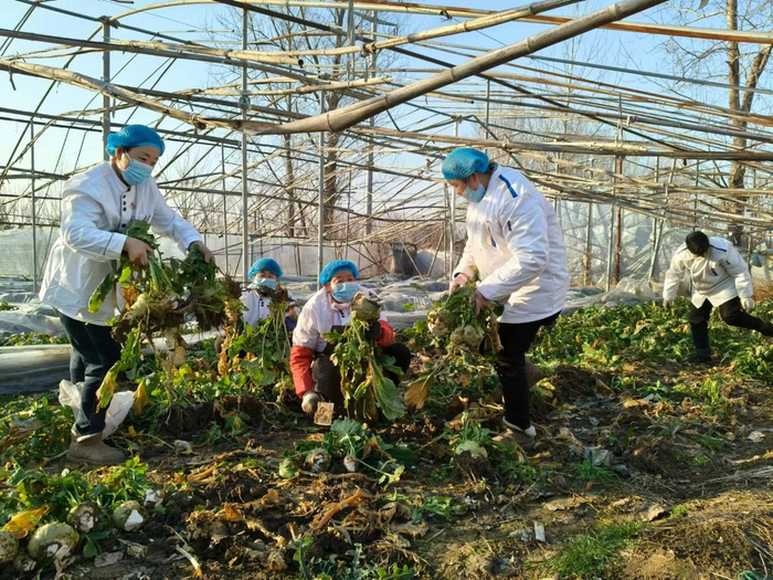 收获芥菜。徐佳瑞摄