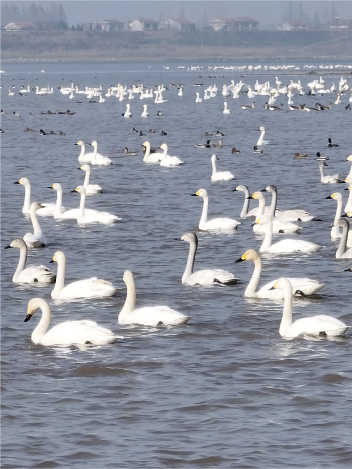 石首天鹅洲,白天鹅在水面上休憩.(湖北日报全媒记者 柯皓 摄)