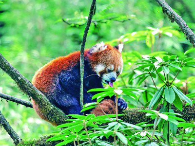 小熊猫在林间玩耍。光明日报记者 周梦爽摄/光明图片