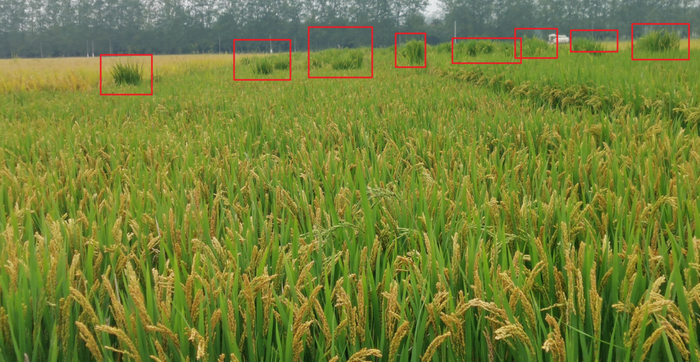 △注意远处一丛丛长得高出一截的，需要被筛选掉