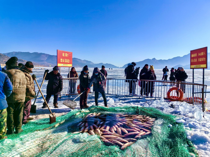 3万余斤的白鲢、花鲢、鲤鱼等在网中翻腾跳跃，跃上冰面。