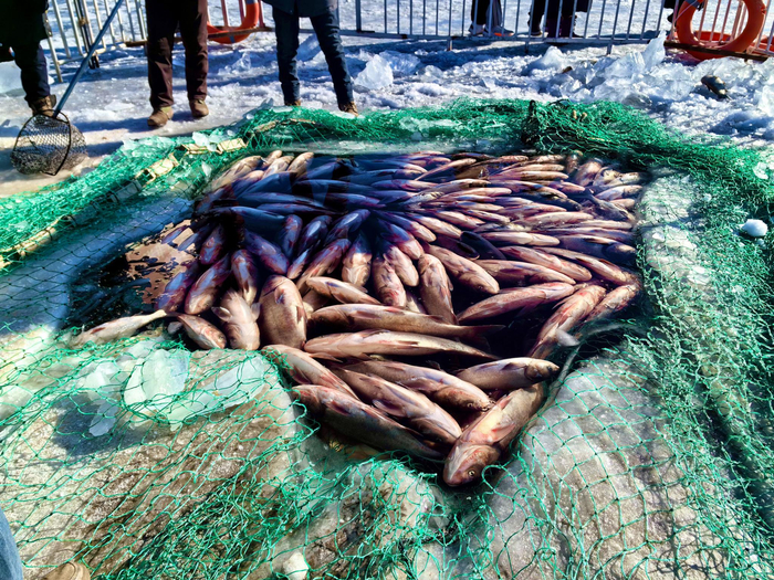 冬捕节第一网鱼被打捞上来