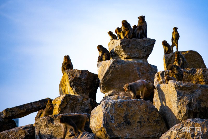 "猫猴共处"引关注 山西太原动物园采取人工灭鼠