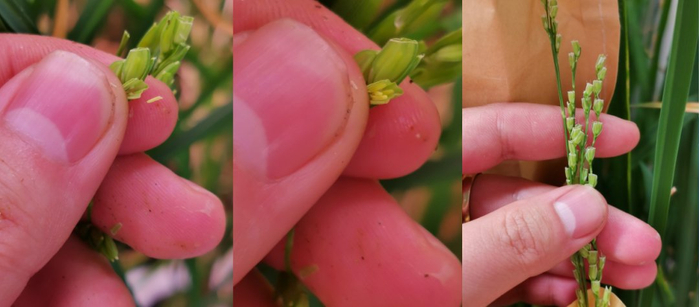 △人工剪颖去雄，注意花大小和数量