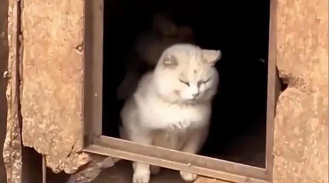 图据网络视频截图