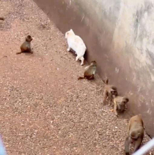 图据网络视频截图