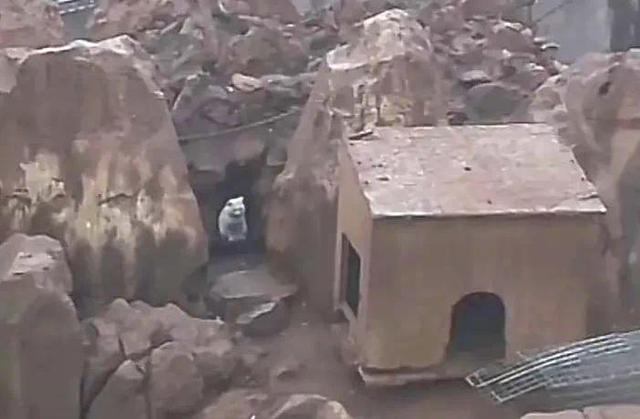 ▲消失一天的猫咪现身 图据中国小动物保护协会微信平台