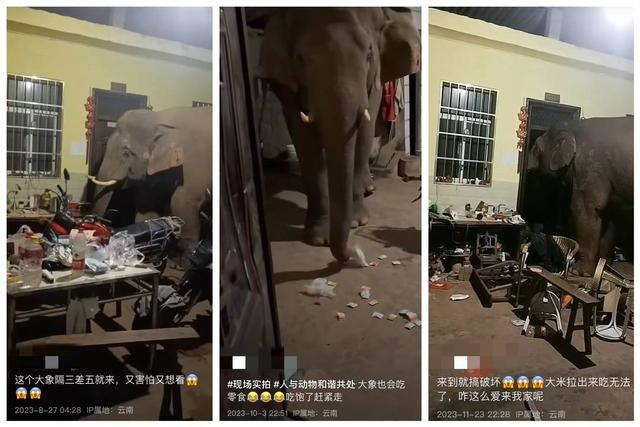 从该网友分享的视频看，其家已经被大象造访多次（图片来自网络）