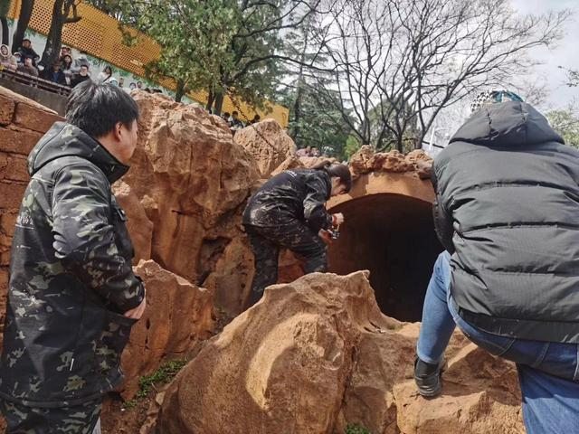 ▲猴山寻猫 图据中国小动物保护协会微信平台