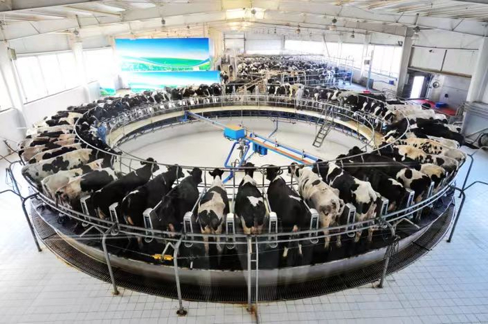伊利牧场转盘式挤奶现场。