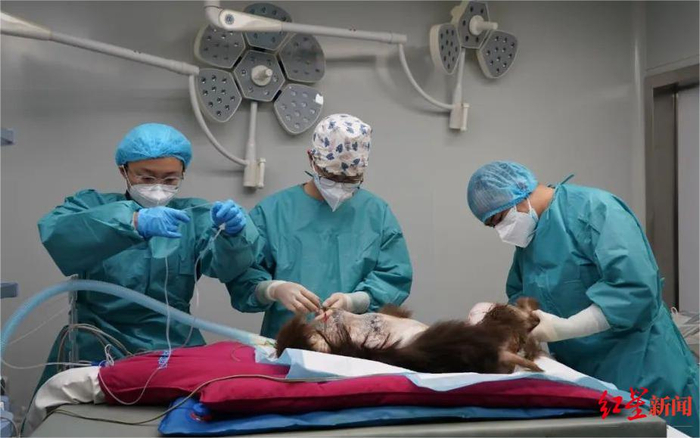▲“德彪”先后经历两场手术