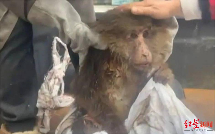 ▲受伤后的“德彪”