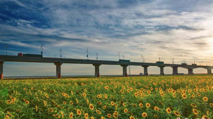 巴彦淖尔一望无际的葵花田。