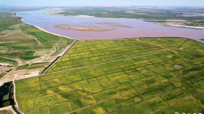 黄河岸边稻花香。 