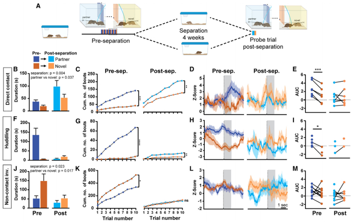 分开4周后，草原田鼠对伴侣的寻求渴望减弱，多巴胺的释放减少