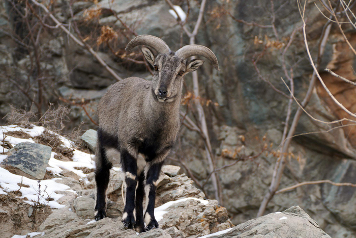 重磅策划·三山里的精灵④|贺兰山岩羊:羊王之后