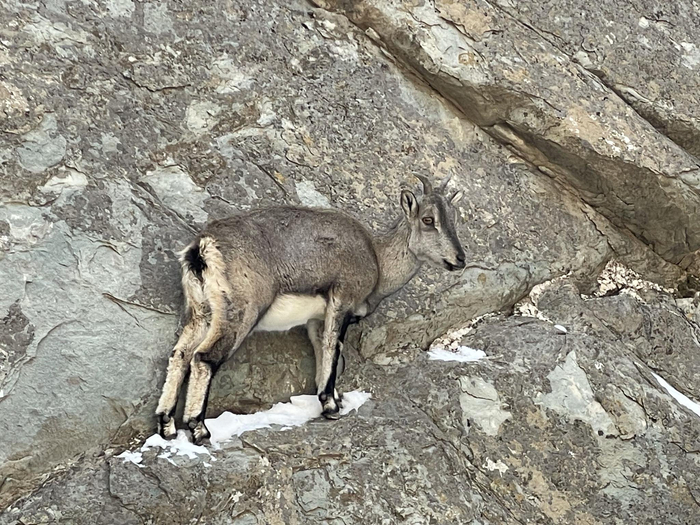 重磅策划·三山里的精灵④|贺兰山岩羊:羊王之后