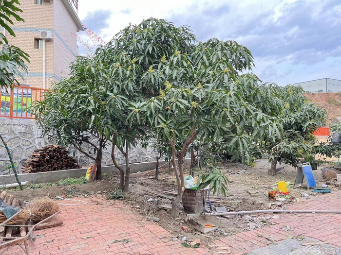 许开成家正在打造的花园庭院。（受访者供图）