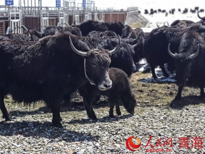 黃南藏族自治州河南縣賽爾龍鄉蘭龍村的雪多犛牛.人民網 馬可欣攝