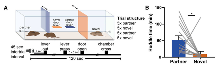 草原田鼠在见到伴侣后多巴胺的分泌增加