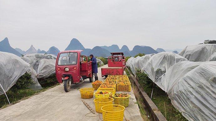 即将被运送售卖的砂糖橘（光明网记者肖春芳/摄）