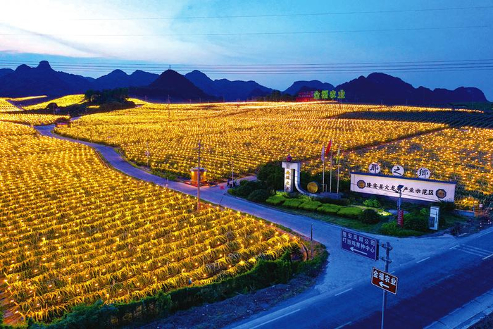     隆安县金福火龙果种植基地夜景迷人 本报通讯员   卢昱霞 摄