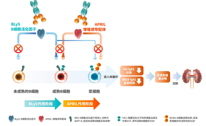 图5. 泰它西普作用机制（图片来源：泰博士）