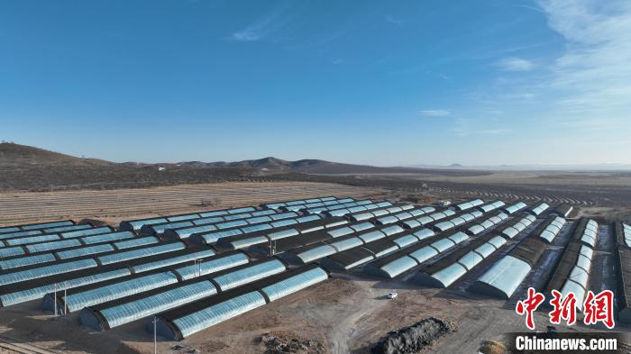 图为成排连片的菌棚。金柱摄