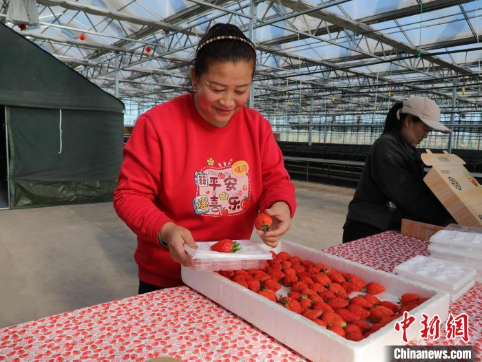 图为在草莓园打工的村民们正在乐呵呵地忙活着。王玉慧 摄