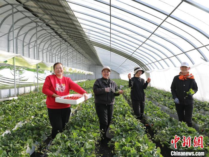 图为在草莓园打工的村民们正在乐呵呵地忙活着。王玉慧 摄